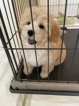 K.I 様のお迎えした子犬