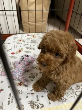 M.Y 様のお迎えした子犬