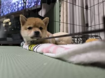isao008 様のお迎えした子犬