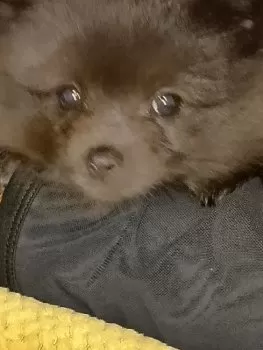 サブちゃん 様のお迎えした子犬