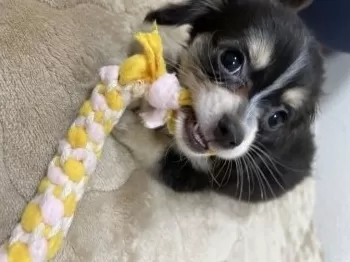 みーちゃん 様のお迎えした子犬