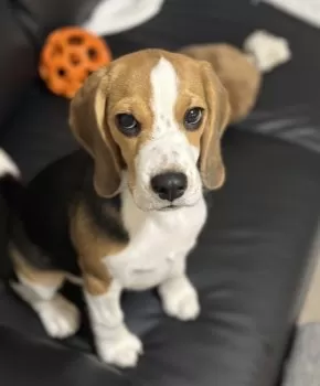 MAKI 様のお迎えした子犬