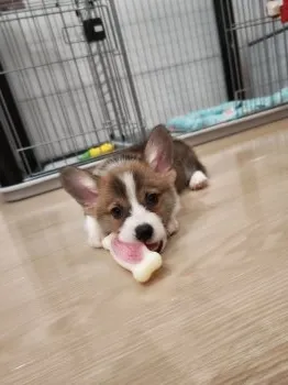 たんじろうママ 様のお迎えした子犬