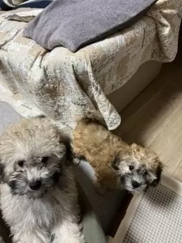 hirosuke 様のお迎えした子犬