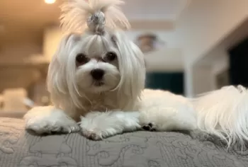 C.K 様のお迎えした子犬