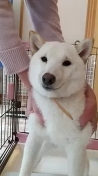 Y.O 様のお迎えした子犬