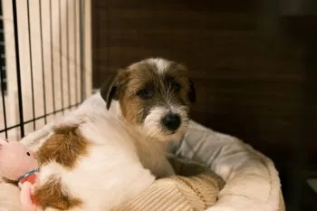 N.S 様のお迎えした子犬