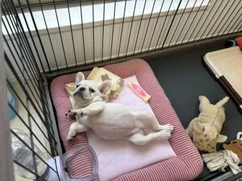 むたてた 様のお迎えした子犬