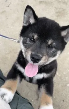 nagi 様のお迎えした子犬