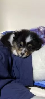 Y.H 様のお迎えした子犬