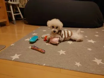 Lib 様のお迎えした子犬