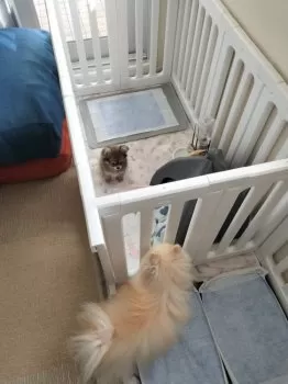 こゆ 様のお迎えした子犬
