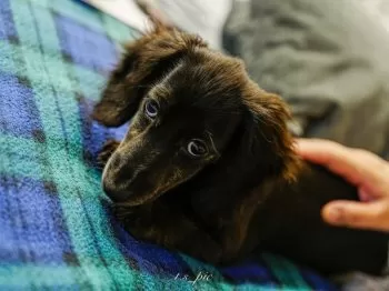 T.S 様のお迎えした子犬