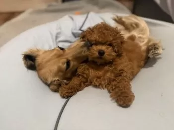 たな 様のお迎えした子犬