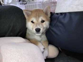 T.I 様のお迎えした子犬