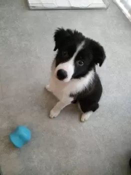 Y.M 様のお迎えした子犬