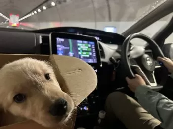 A.M 様のお迎えした子犬