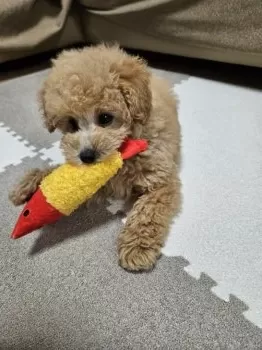 M.M 様のお迎えした子犬