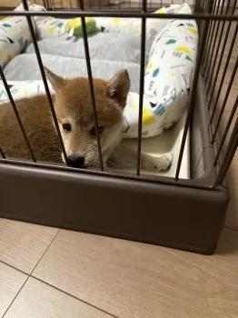 N.K 様のお迎えした子犬