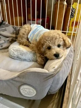 Y.I 様のお迎えした子犬