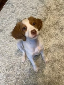 M.K 様のお迎えした子犬