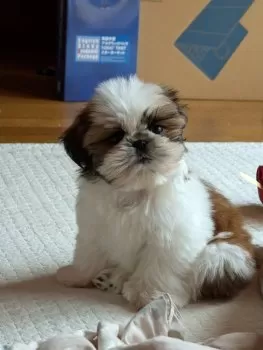 T.M 様のお迎えした子犬