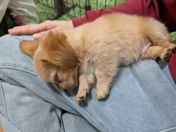 K.M 様のお迎えした子犬