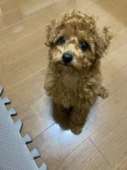 T.S 様のお迎えした子犬