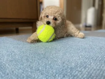 Y.S 様のお迎えした子犬
