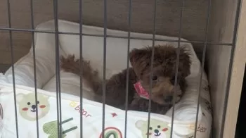 K.K 様のお迎えした子犬