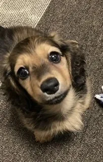 くまさん 様のお迎えした子犬