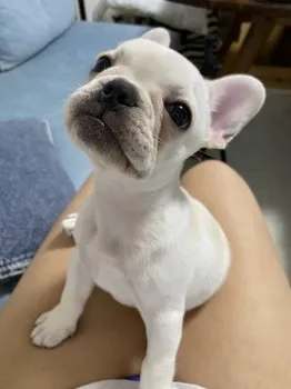N.S 様のお迎えした子犬