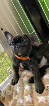 TS 様のお迎えした子犬
