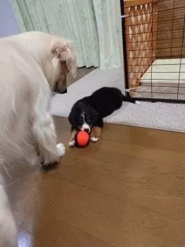 高ノ宮 様のお迎えした子犬