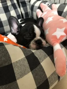 M.I 様のお迎えした子犬