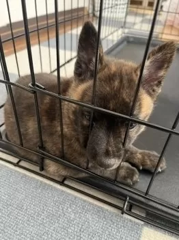 M.Y 様のお迎えした子犬