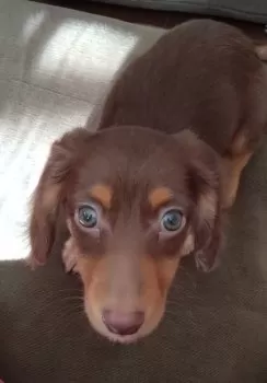ぷちょ 様のお迎えした子犬