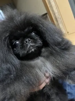 A.N 様のお迎えした子犬