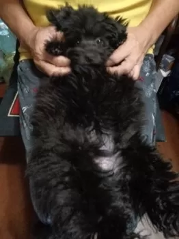 S.N 様のお迎えした子犬