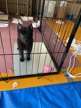 M.K 様のお迎えした子犬