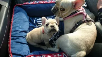 ブリ子とうらら 様のお迎えした子犬