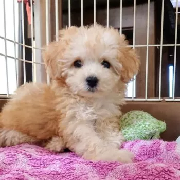 さくら 様のお迎えした子犬