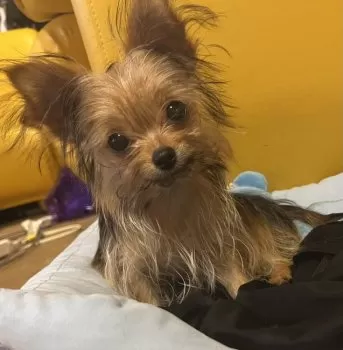 うたじろう 様のお迎えした子犬