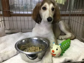 未来 様のお迎えした子犬