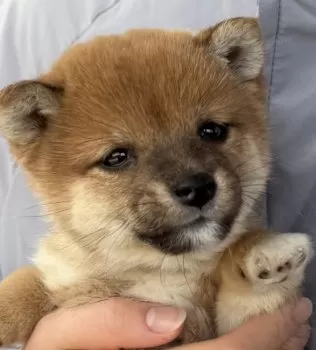 MT 様のお迎えした子犬
