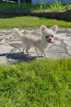 zero 様のお迎えした子犬