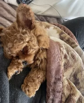 Y.K 様のお迎えした子犬