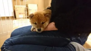 MXR 様のお迎えした子犬