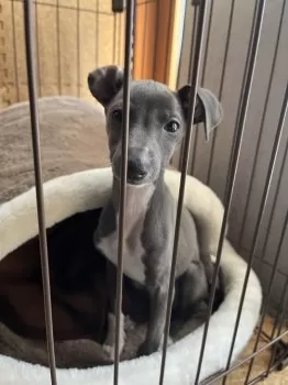 A.I 様のお迎えした子犬