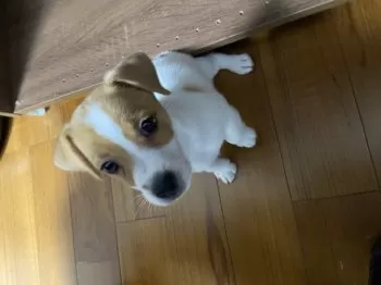 こたろう 様のお迎えした子犬